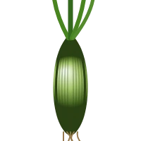 Scallion