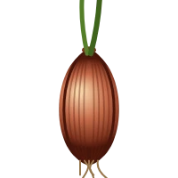 Shallot